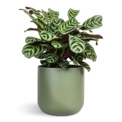Ctenanthe Burle Marxii Amabilis - Never Never Plant -Plant Promotion Store Ctenanthe burle marxii Amabilis Never Never Plant 14x30cm Lisbon Plant Pot Sage 15x15cm