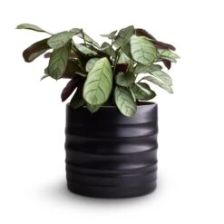 Hadleigh Plant Pot - Charcoal 21 Hadleigh Plant Pot - Charcoal -Plant Promotion Store Ctenanthe burle marxii Amagris Never Never Plant 12x30cm Hadleigh Plant Pot Charcoal 14x13cm 4080c6d9 232d 4d81 b946 d67e32a49a4d