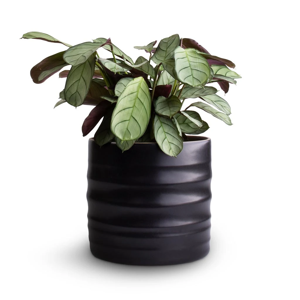 Hadleigh Plant Pot - Charcoal 11 Hadleigh Plant Pot - Charcoal - Image 9