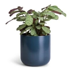 Ctenanthe Burle Marxii Amagris - Never Never Plant 16 Ctenanthe Burle Marxii Amagris - Never Never Plant -Plant Promotion Store Ctenanthe burle marxii Amagris Never Never Plant 12x30cm Lisbon Plant Pot Navy 15x15cm