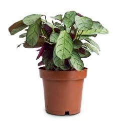 Ctenanthe Burle Marxii Amagris - Never Never Plant 15 Ctenanthe Burle Marxii Amagris - Never Never Plant -Plant Promotion Store Ctenanthe burle marxii Amagris Never Never Plant 12x30cm 85b77995 4b7a 4860 a035 3ce98aeade22