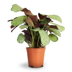 Ctenanthe Burle Marxii Amagris - Never Never Plant 18 Ctenanthe Burle Marxii Amagris - Never Never Plant -Plant Promotion Store Ctenanthe burle marxii Amagris Never Never Plant 14x30cm