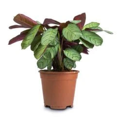 Ctenanthe Burle Marxii Amagris - Never Never Plant 20 Ctenanthe Burle Marxii Amagris - Never Never Plant -Plant Promotion Store Ctenanthe burle marxii Amagris Never Never Plant 14x30cm2 38dd4a47 1ba6 4b9e bf05 a8694421b9c8