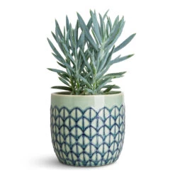 Geo Plant Pot - Jade Green 15 Geo Plant Pot - Jade Green -Plant Promotion Store Curio ficoides Mount Everest 12x20cm Geo Pot Jade Green 14x13cm 1