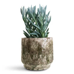 Julian Plant Pot - Moss -Plant Promotion Store Curio ficoides Mount Everest 14x35cm Julian Pot Moss 19x17cm