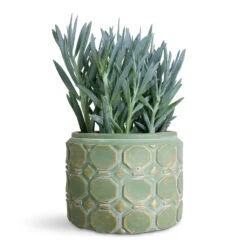 Curio Ficoides Mount Everest - Skyscraper Senecio 24 Curio Ficoides Mount Everest - Skyscraper Senecio -Plant Promotion Store Curio ficoides Mount Everest 14x35cm Jurre Pot Soft Jade 19x14cm