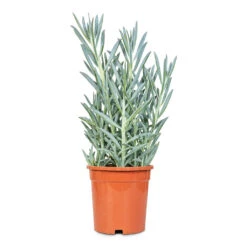 Curio Ficoides Mount Everest - Skyscraper Senecio 25 Curio Ficoides Mount Everest - Skyscraper Senecio -Plant Promotion Store Curio ficoides Mount Everest 17x50cm
