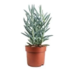 Curio Ficoides Mount Everest - Skyscraper Senecio 19 Curio Ficoides Mount Everest - Skyscraper Senecio -Plant Promotion Store Curio ficoides Mount Everest Skyscraper Senecio 12x20cm