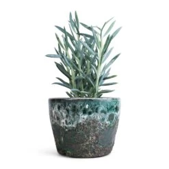 Curio Ficoides Mount Everest - Skyscraper Senecio 27 Curio Ficoides Mount Everest - Skyscraper Senecio -Plant Promotion Store Curio ficoides Mount Everest Skyscraper Senecio 12x20cm Lava Couple Straight Relic Planter Jade 19x13cm