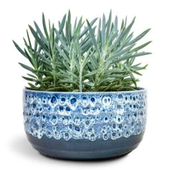 Curio Ficoides Mount Everest - Skyscraper Senecio 17 Curio Ficoides Mount Everest - Skyscraper Senecio -Plant Promotion Store Curio ficoides Mount Everest Skyscraper Senecio 12x20cm Ocean Glaze Plant Bowl Sapphire 25x12.5cm