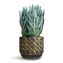 Jim Plant Pot - Earth 15 Jim Plant Pot - Earth -Plant Promotion Store Curio ficoides Mount Everest Skyscraper Senecio 14x35cm Jim Plant Pot Earth 17x14cm