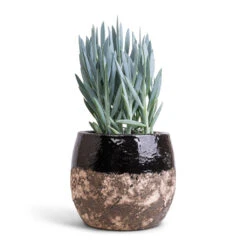 Curio Ficoides Mount Everest - Skyscraper Senecio 26 Curio Ficoides Mount Everest - Skyscraper Senecio -Plant Promotion Store Curio ficoides Mount Everest Skyscraper Senecio 14x35cm Lindy Plant Pot Black 19x16cm