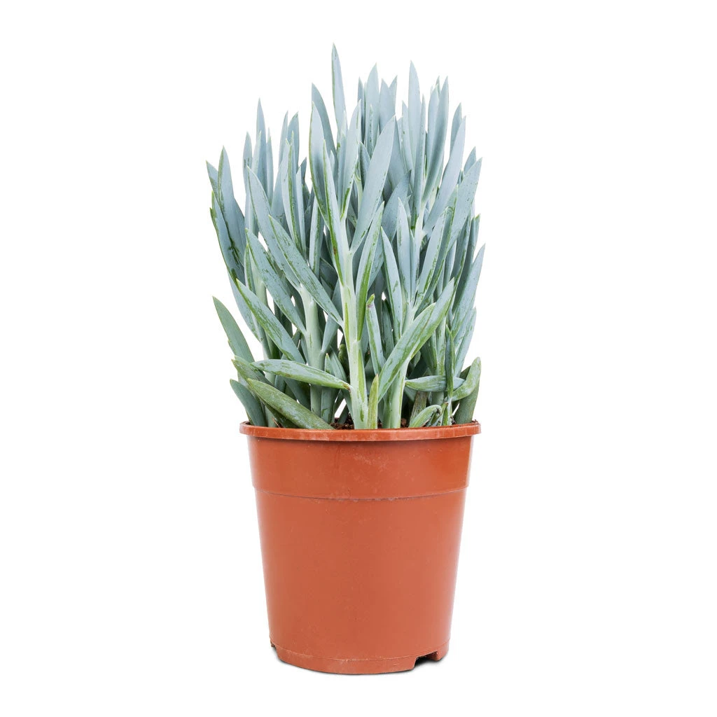 Curio Ficoides Mount Everest - Skyscraper Senecio 8 Curio Ficoides Mount Everest - Skyscraper Senecio - Image 6