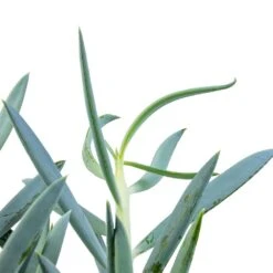 Curio Ficoides Mount Everest - Skyscraper Senecio 28 Curio Ficoides Mount Everest - Skyscraper Senecio -Plant Promotion Store Curio ficoides Mount Everest Skyscraper Senecio SWATCH 2