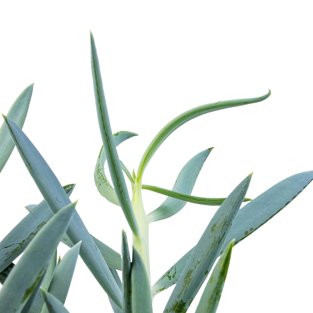 Curio Ficoides Mount Everest - Skyscraper Senecio 15 Curio Ficoides Mount Everest - Skyscraper Senecio - Image 13