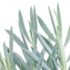 Curio Ficoides Mount Everest - Skyscraper Senecio 18 Curio Ficoides Mount Everest - Skyscraper Senecio -Plant Promotion Store Curio ficoides Mount Everest Skyscraper Senecio SWATCH