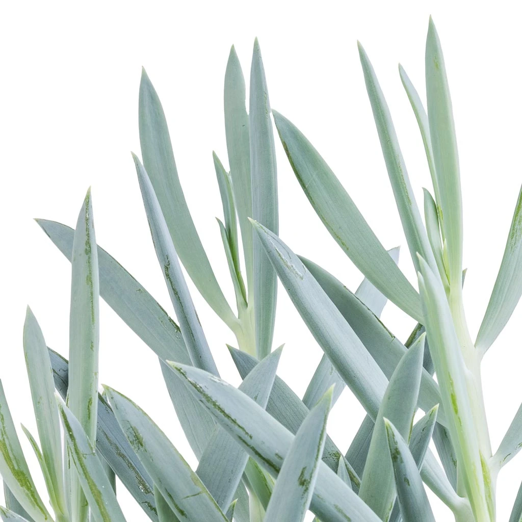 Curio Ficoides Mount Everest - Skyscraper Senecio 5 Curio Ficoides Mount Everest - Skyscraper Senecio - Image 3