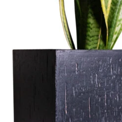 Raindrop Trough Planter - Anthracite 11 Raindrop Trough Planter - Anthracite -Plant Promotion Store Cyas Revoluta Sago Palm 27x90cm Raindrop Cube Planter Anthracite 30x30x27cm Close d6f90fa3 ec5d 41a9 981a 085300c0a328