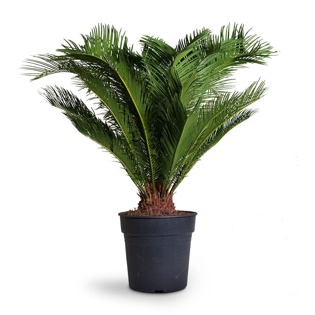 Cycas Revoluta - Sago Palm 5 Cycas Revoluta - Sago Palm - Image 3