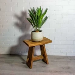 Cycas Revoluta - Sago Palm 17 Cycas Revoluta - Sago Palm -Plant Promotion Store Cyca srevoluta Sago Palm iris sand plant pot