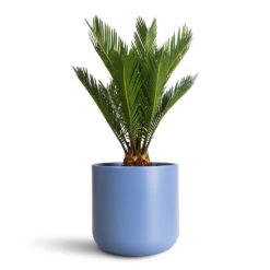 Lisbon Plant Pot - Powder Blue -Plant Promotion Store Cycas revoluta 14x50cm Lisbon Pot Powder Blue 18.5x18.5cm