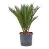 Cycas Revoluta - HydroCare