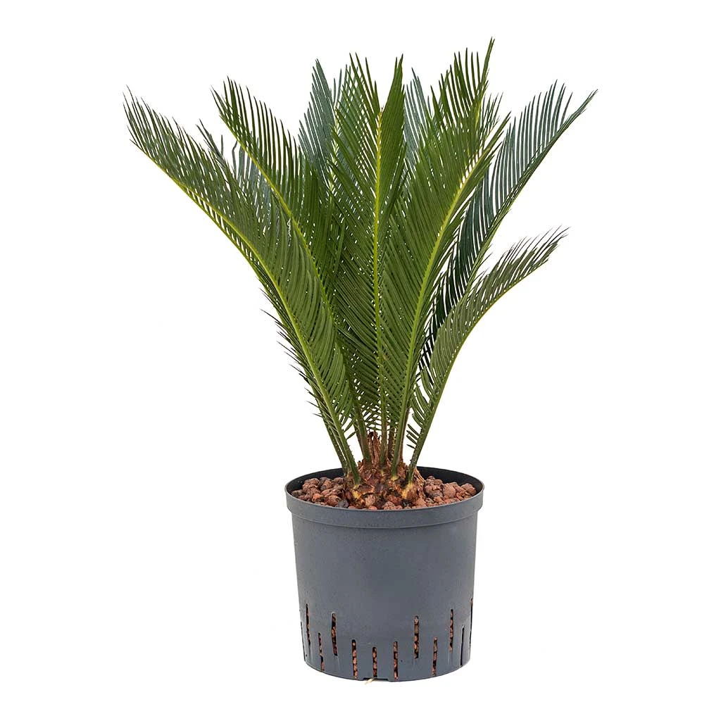 Cycas Revoluta - HydroCare 3 Cycas Revoluta - HydroCare