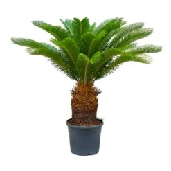 Cycas Revoluta - Sago Palm 20 Cycas Revoluta - Sago Palm -Plant Promotion Store Cycas revoluta Sago Palm 31x110 30 Stems