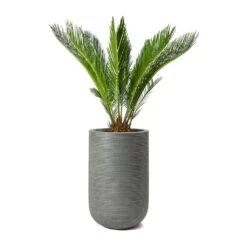 Cody Ridged Tall Planter - Dark Grey -Plant Promotion Store Cycas revoluta Sago Palm Cody Plant Vase Ridged Cement 47904c26 14f0 4d16 850b 8f63823a40a6