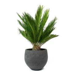 Mini Orb Kevan Plant Pot - Black Washed -Plant Promotion Store Cycas revoluta Sago Palm Mini Orb Kevan Plant Pot Black Washed bd11d392 c1ba 4424 89d1 2dd7b512b96b