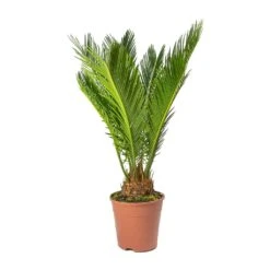 Cycas Revoluta - Sago Palm 16 Cycas Revoluta - Sago Palm -Plant Promotion Store Cycas revoluta Sago Palm Small