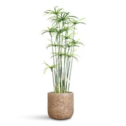 Maxim Plant Pot - Shiny Sand 19 Maxim Plant Pot - Shiny Sand -Plant Promotion Store Cyperus Artificial 90cm Maxim Pot Shiny Sand 22x20cm