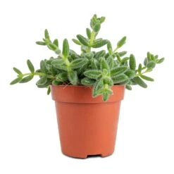 Delosperma Echinatum - Pickle Plant 9 Delosperma Echinatum - Pickle Plant -Plant Promotion Store Delosperma echinatum Pickle Plant 12x20cm