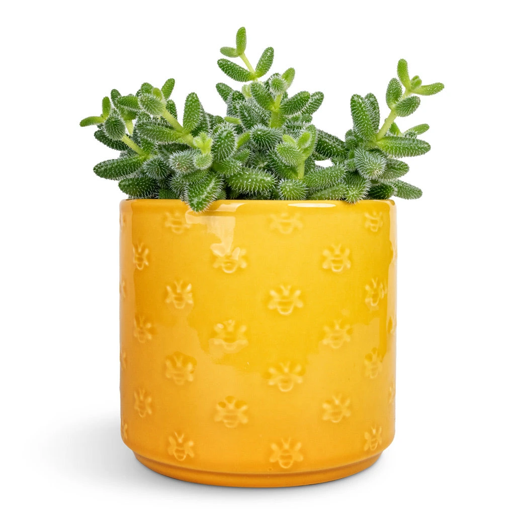 Delosperma Echinatum - Pickle Plant 3 Delosperma Echinatum - Pickle Plant