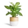 Dieffenbachia Compacta - Dumb Cane