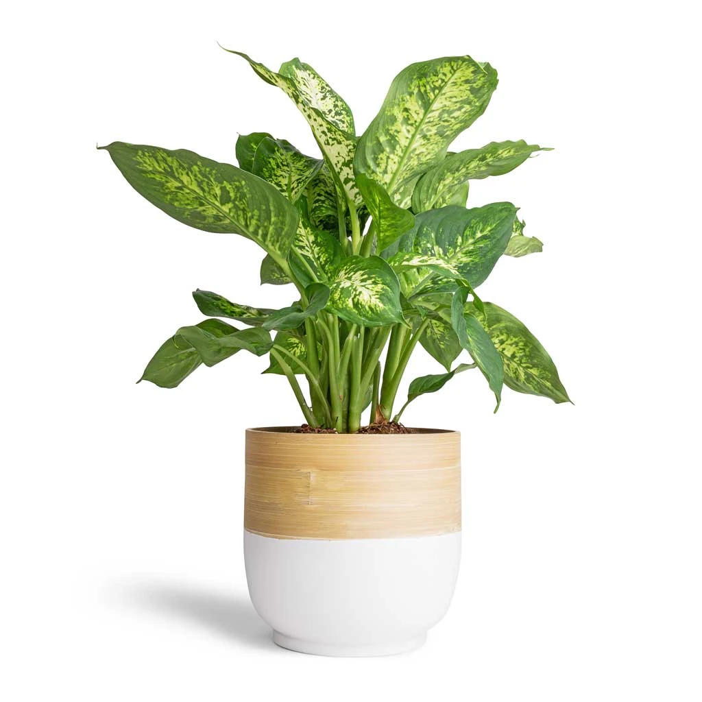Dieffenbachia Compacta - Dumb Cane 3 Dieffenbachia Compacta - Dumb Cane
