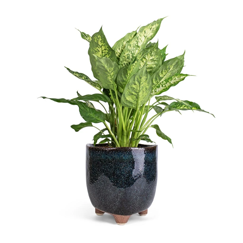 Kaat Plant Pot - Petrol 6 Kaat Plant Pot - Petrol - Image 5