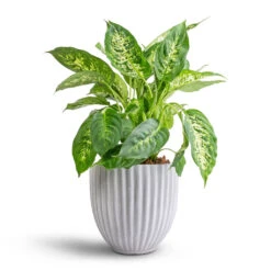 Dieffenbachia Compacta - Dumb Cane 14 Dieffenbachia Compacta - Dumb Cane -Plant Promotion Store Dieffenbachia Compacta Dumb Cane 17x60cm Lagos Plant Pot Cement 20x20cm