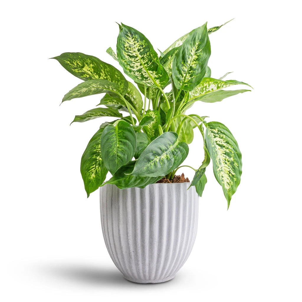 Dieffenbachia Compacta - Dumb Cane 6 Dieffenbachia Compacta - Dumb Cane - Image 4