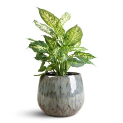 Dieffenbachia Compacta - Dumb Cane 18 Dieffenbachia Compacta - Dumb Cane -Plant Promotion Store Dieffenbachia Compacta Dumb Cane 17x60cm Odile Pot Dusk Blue 24x19cm