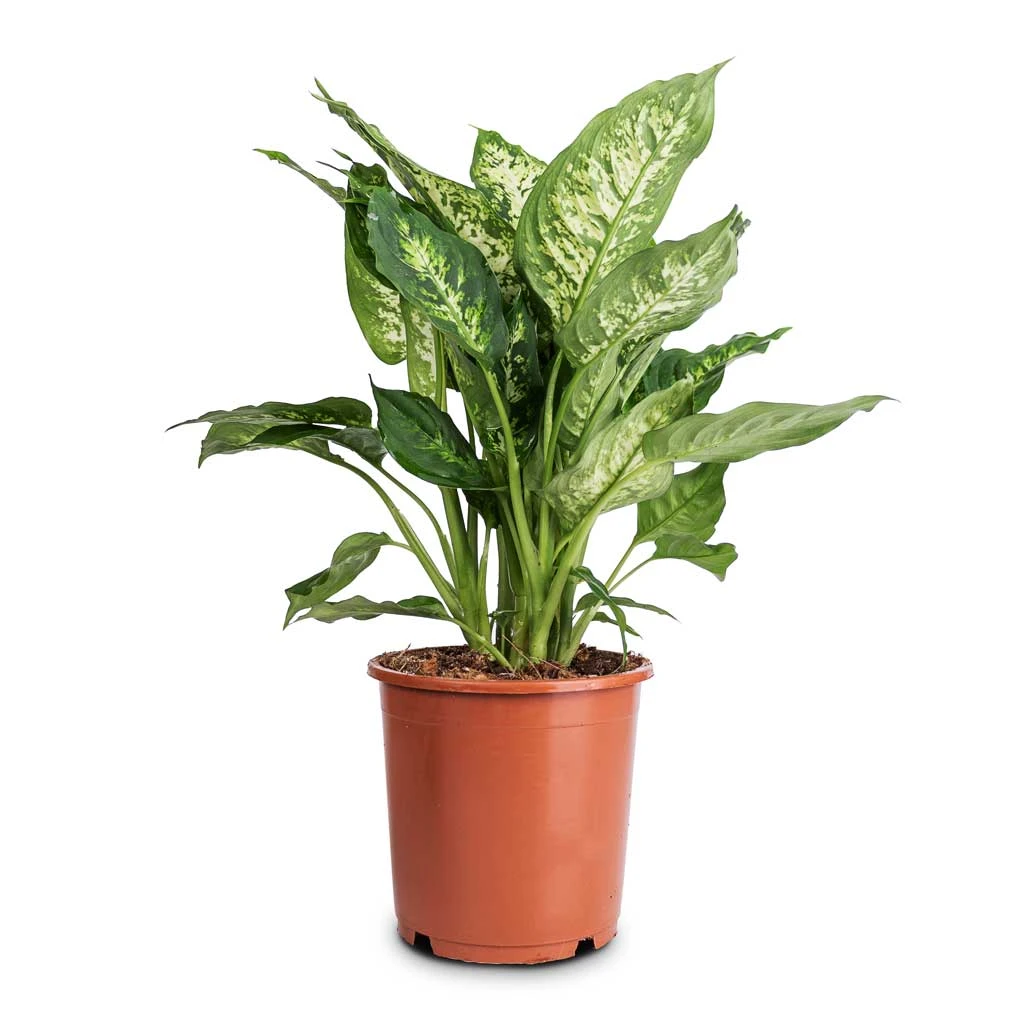 Dieffenbachia Compacta - Dumb Cane 5 Dieffenbachia Compacta - Dumb Cane - Image 3