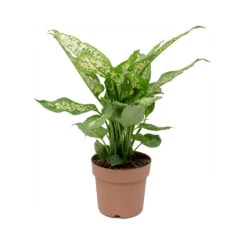 Dieffenbachia Compacta - Dumb Cane 17 Dieffenbachia Compacta - Dumb Cane -Plant Promotion Store Dieffenbachia Compacta Dumb Cane