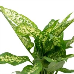 Dieffenbachia Compacta - Dumb Cane 16 Dieffenbachia Compacta - Dumb Cane -Plant Promotion Store Dieffenbachia Compacta Dumb Cane Leaves