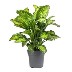 Dieffenbachia Maroba - Dumb Cane -Plant Promotion Store Dieffenbachia Maroba Dumb Cane 21x70cm