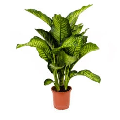 Dieffenbachia Maroba - Dumb Cane -Plant Promotion Store Dieffenbachia Maroba Dumb Cane