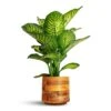 Dieffenbachia Maroba - Dumb Cane 2 Dieffenbachia Maroba - Dumb Cane -Plant Promotion Store Dieffenbachia Maroba Dumb Cane 30x80cm Helle Plant Pot Natural 23x21cm