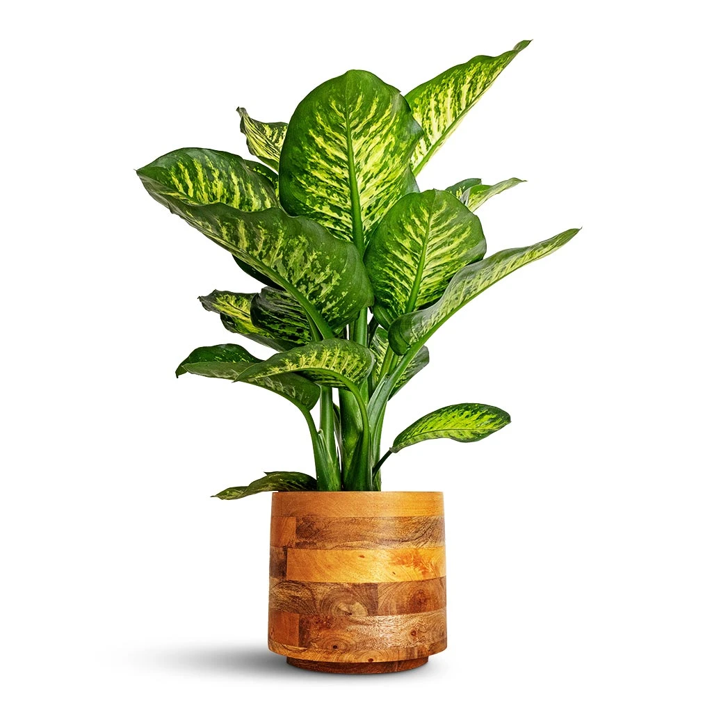 Helle Plant Pot - Natural 21 Helle Plant Pot - Natural - Image 19