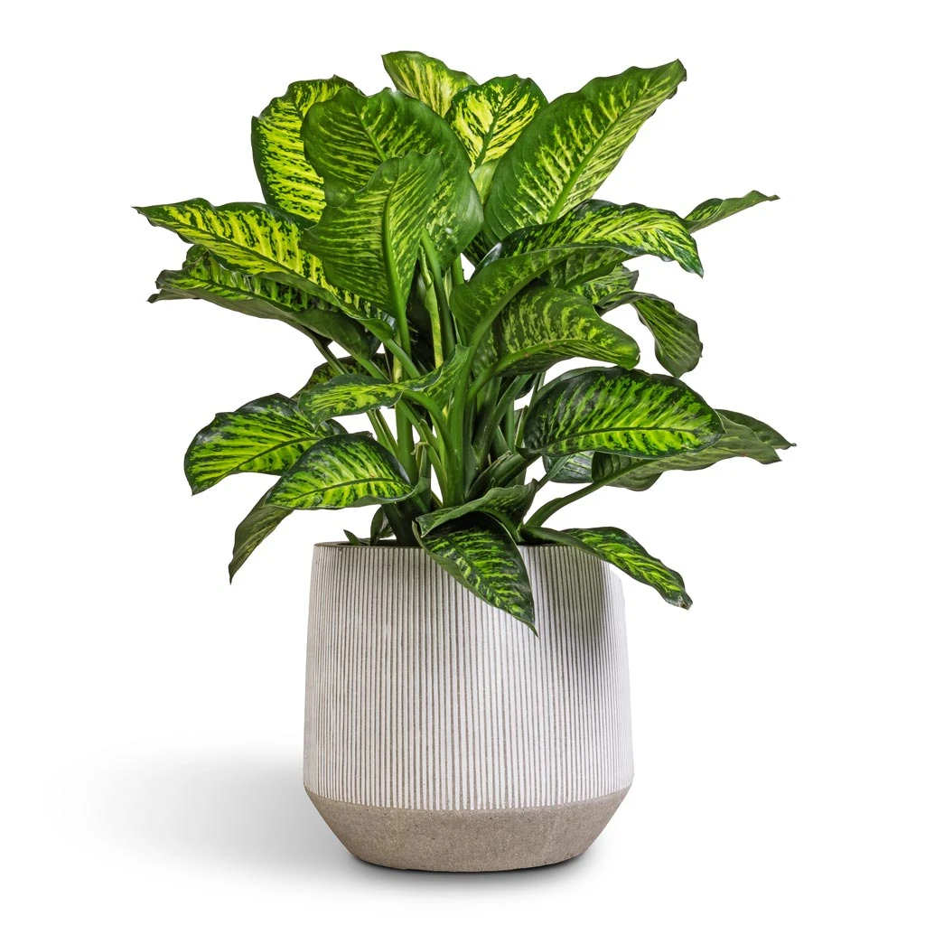 Harith Ridged Plant Pot - White Stripe 5 Harith Ridged Plant Pot - White Stripe - Image 3