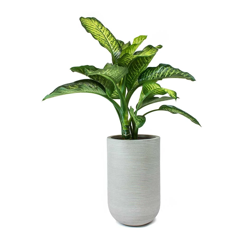 Cody Ridged Tall Planter - Cement 12 Cody Ridged Tall Planter - Cement - Image 10