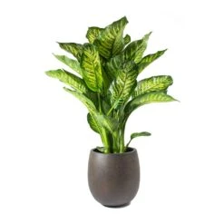 Dieffenbachia Maroba - Dumb Cane -Plant Promotion Store Dieffenbachia Maroba Dumb Cane Rusty Iron Concrete Balloon Planter
